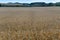 Straight rows of dried corn ready for harvest