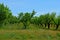 Straight rows of fruit almond trees with grass and poppies under them.