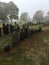 Straight rows of historic headstones