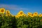 Straight rows of sunflowers in the rays of the dawn sun. Sunflower plantation during the flowering period.