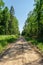 Straight sandy road with tread marks in green forest. Summer sunny day in the forest. Nature landscape background