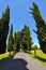 Straight single lane road with vanishing point between rows of tall cypress trees in the countryside of Italy