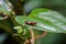 Straight Snouted Weevil. Brentidae is a cosmopolitan family of primarily xylophagous beetles. Close up a bug on leaf