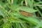 The straight swift ( Parnara guttata ). Lepidoptera Hesperiidae butterfly.