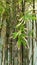 Straight and Tall Bamboo Trees Beside Concrete Wall