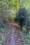 Straight trail disappearing into background surrounded by wild vegetation and yellow-green foliage