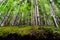 Straight trees in forest with empty soil from erosion. Ordesa Pyrenees. Aragon