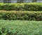 Straight trimmed bushes, green fence. Landscape design. Several rows of clipped bush natural texture