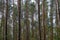 Straight trunks of coniferous trees in the forest