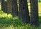 Straight trunks of larch trees in a green meadow