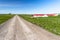 Straight unpaved country road on a clear summer day