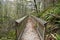 Straight wooden footpath in the middle of the woods in Tacoma, Washington