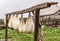 Straining cheese, traditional agriculture and slow food. Cottage in wild mountains in Romania.