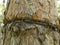 Strand of iron chain are tied around a thick tree and absorbed into the bark. Ingrown iron chain in a tree bark. An old