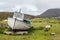 Stranded boat on a Scottish green field with sheep on the side