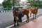 Stranded cows standing on the busy roads in India