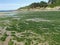 Stranded Green Seaweeds Overgrowth on Brittany Coast