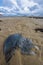 Stranded Jellyfish at the Beach