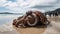 Stranded Wonder: Massive Octopus on the Beach, A Rare and Breathtaking Encounter with a Mysterious Cephalopod