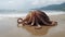 Stranded Wonder: Massive Octopus on the Beach, A Rare and Breathtaking Encounter with a Mysterious Cephalopod