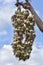 Strands of freshly dried garlic bulbs hanging outside