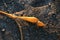 Strands of golden kelp pods backlit by sunset light on a sandy beach.