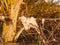 strands tuft of wool in country sheep caught on metal wire barbed wire