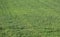 strands of wheat field growing in the spring