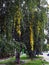 Strands of yellow autumn leaves on a birch tree