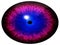 Strange alien eye. Animal eye with purple colored iris, detail view into eye bulb. Movement of pupil.