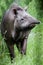 Strange animal tapir with snout sticking straight ahead