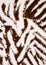 Strange brown zebra design on a white background.Flat lay design.Abstract backdrop
