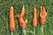A strange carrot vegetable lies on green grass