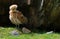 strange chicken on grass between rocks in the mountains