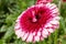 A strange double flower of a pink-red Gerbera, Zoetermeer, Netherlands