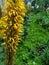 Strange elongated plant on a background of green trees. Flower of wooly texture with yellow and brown color.