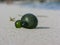 Strange green unknown object cast ashore by the ocean