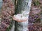 A strange large mushroom growing on a tree trunk in the forest