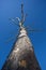 Strange leafless tree in blue sky