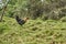 Strange looking chicken standing on a meadow.