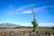 A strange looking plant growing on dry arid landscape of New Zealand