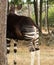 Strange okapi animal from Africa