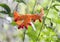 Strange orange flower with red protuberances in the Galapagos, Ecuador.