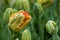 Strange orange Tulips in a field