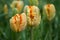 strange orange Tulips in a field