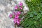 Strange pink flowers (pedicularis rostrato-capitata)