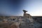 Strange Rock Formation in Bisti Badlands Valley dreams  New Mexico USA