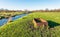 Strange rusty iron trough in a Dutch nature reserve.