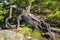 Strange shaped pine tree on the shore of Porkkalanniemi