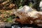 Strange shaped rock formation resembling face with large mouth nose and eyes resting in shade of large tree on traditional stone